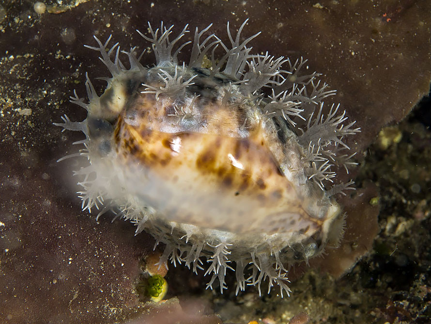 Lyncina lynx